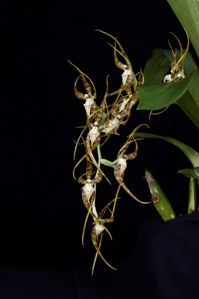 Brassia rolandoi Huntington's Dancing Queen CHM/AOS 82 pts.Inflorescence